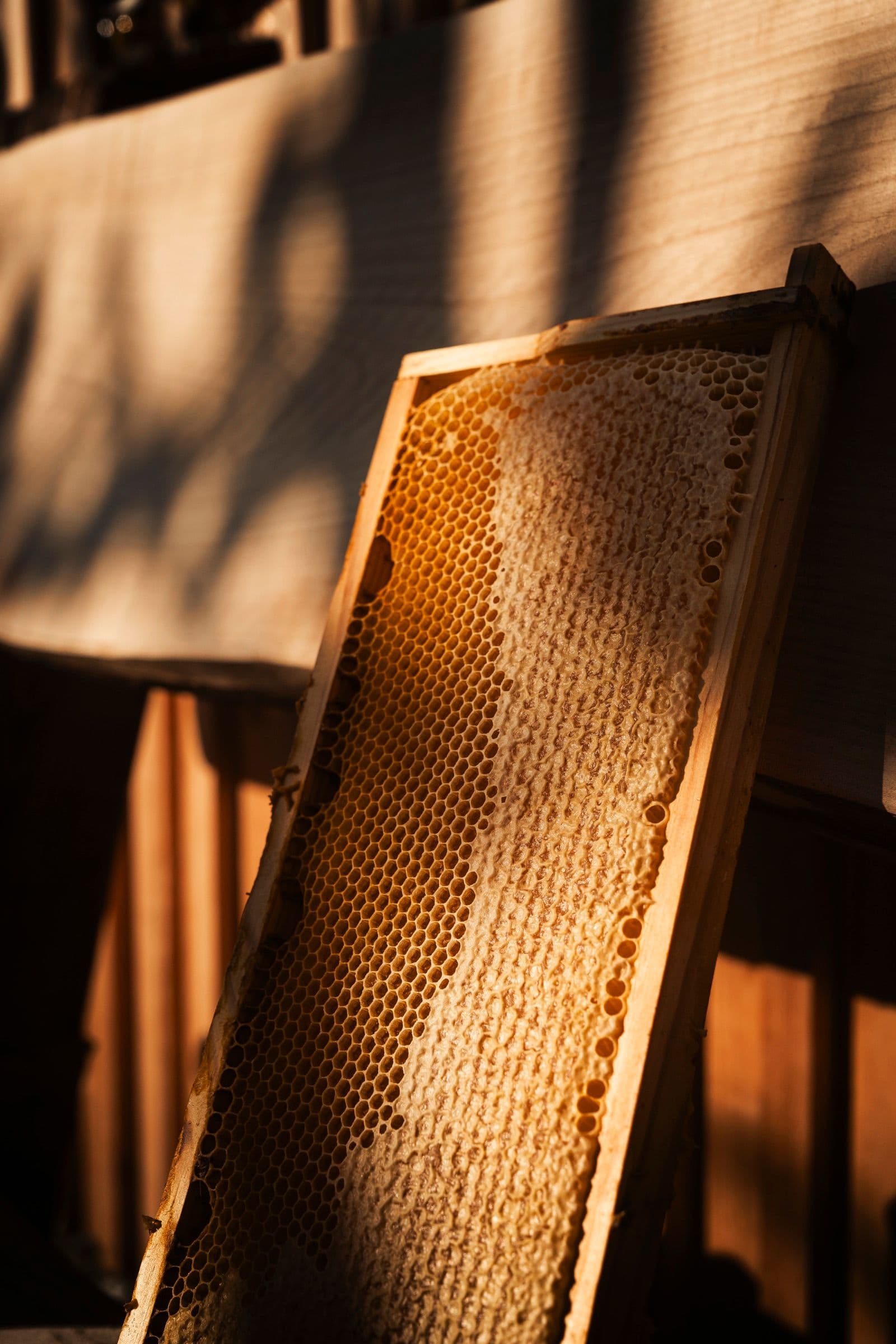 Wabenhonig-Detail im warmen Abendlicht